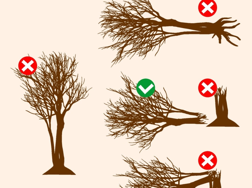 Памятка по валежнику