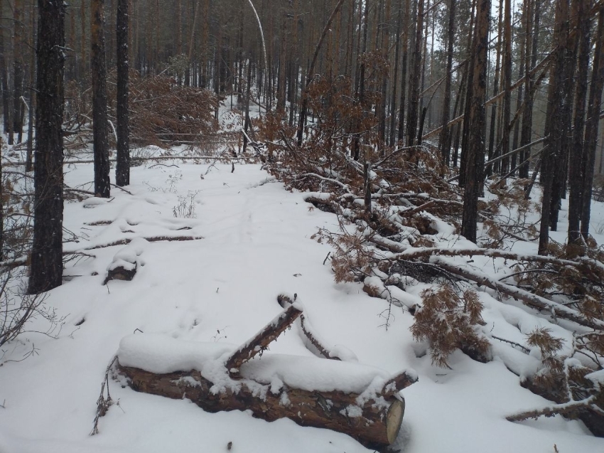 Официальный комментарий: ГКУ «Управления лесничествами»  определили лесосечный фонд для жителей села Сивяково