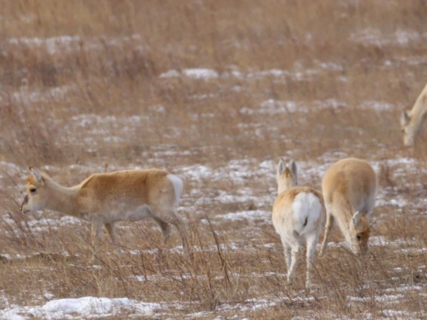 Слабые особи дзеренов погибают после трудной зимовки в Забайкалье