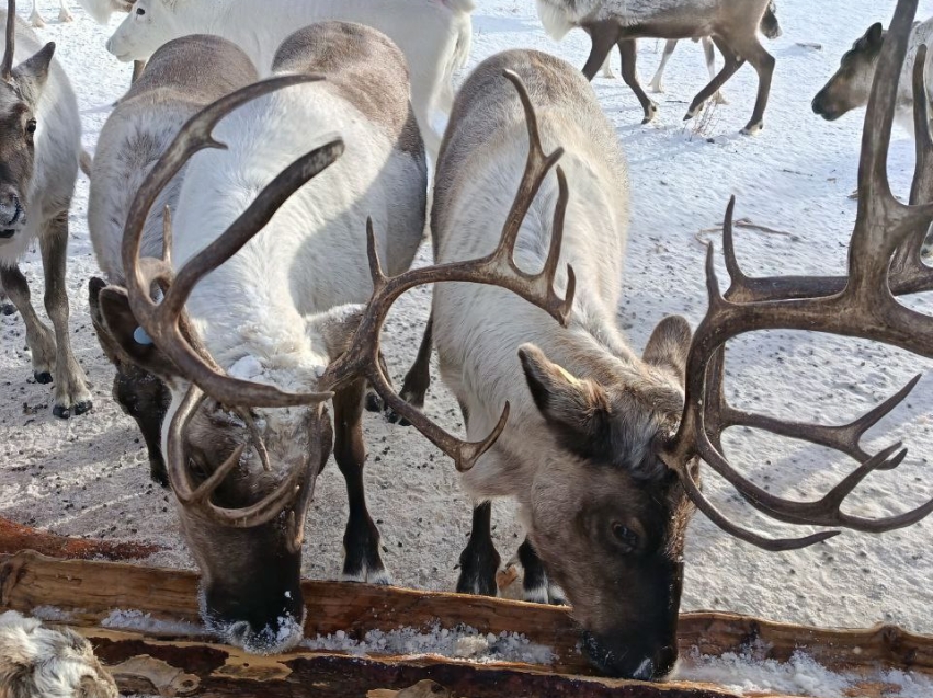 В общине «Нонон» пересчитали оленей и ждут отела важенок