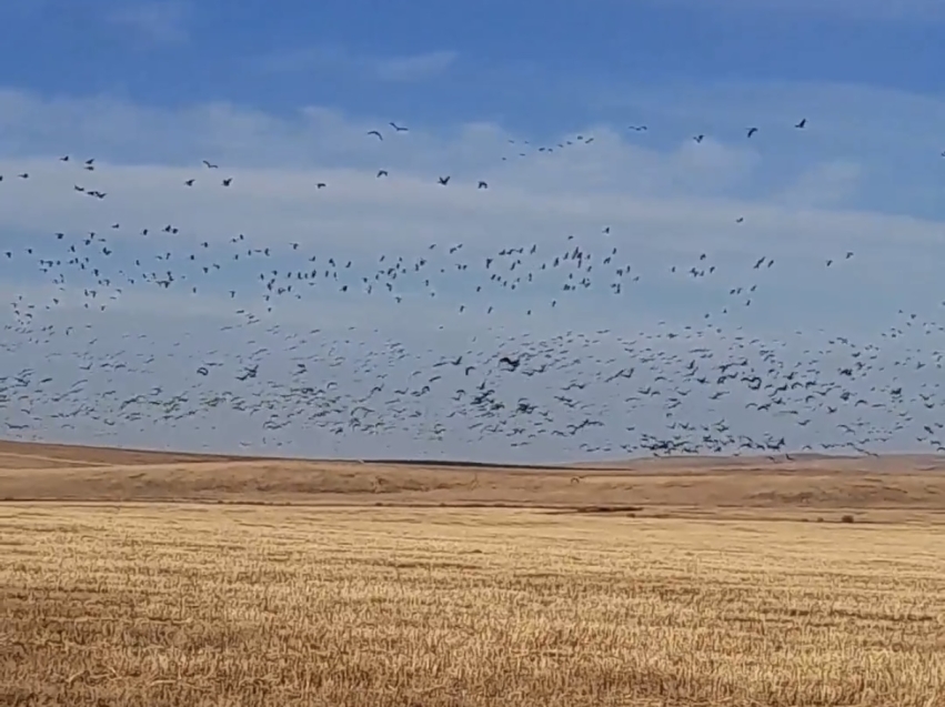 ​Гуси прилетели: многотысячные стаи пернатых заметили в Забайкалье