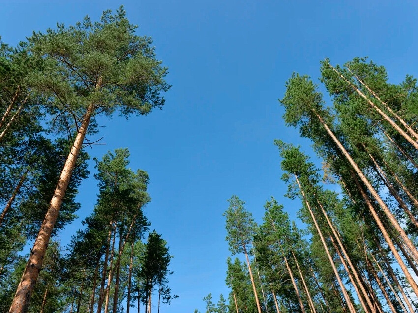 Волонтеры и экологисты в регионах могут получить премию за помощь в восстановлении лесов