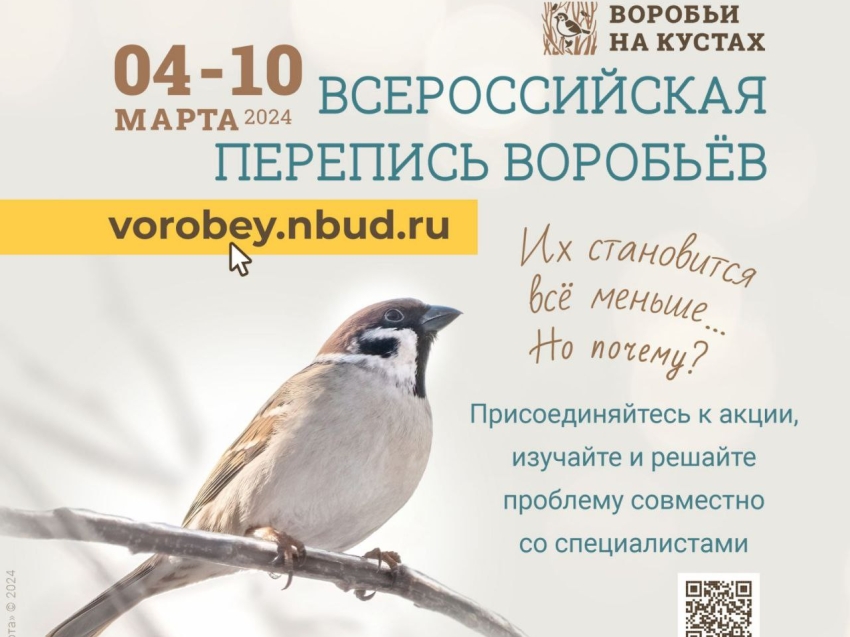 Забайкальцев приглашают принять участие во Всероссийской переписи воробьев