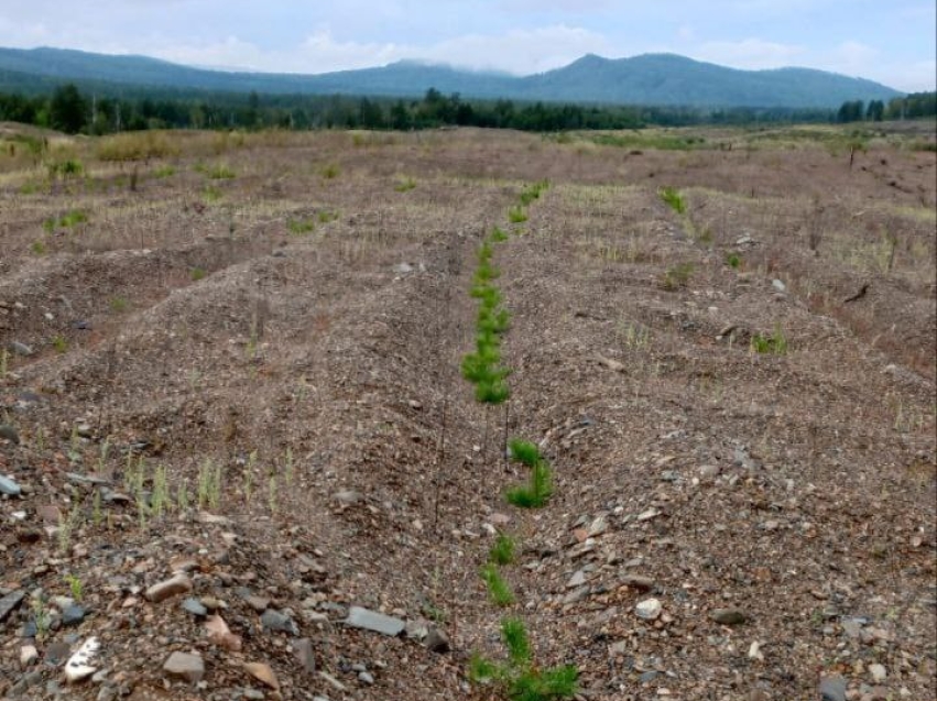 Шелопугинский «Забайкаллесхоз» завершил нацпроект по лесовосстановлению в полном объёме