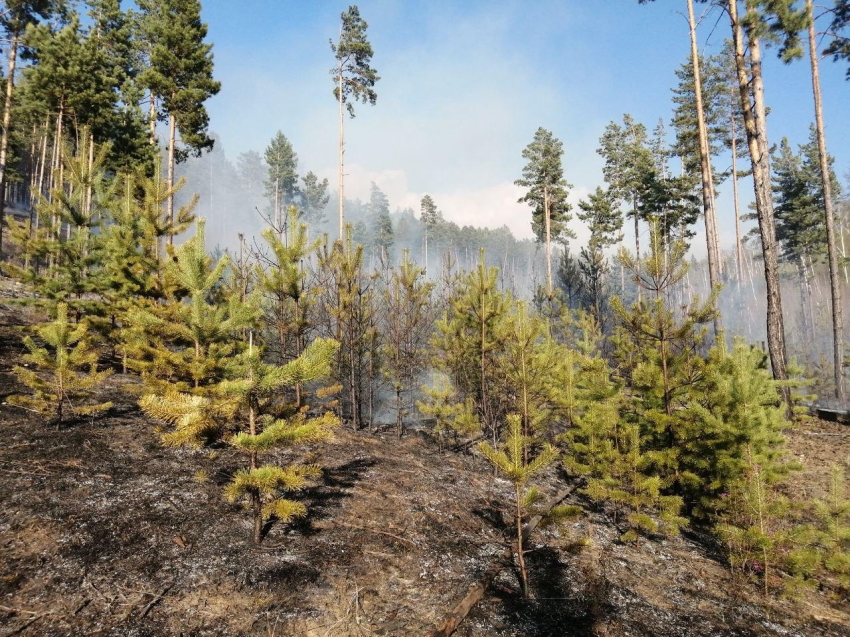 Лесной пожар ликвидировали в Улетовском районе