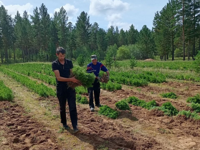 «Забайкаллесхоз» завершил реализацию нацпроекта «Экологическое благополучие»