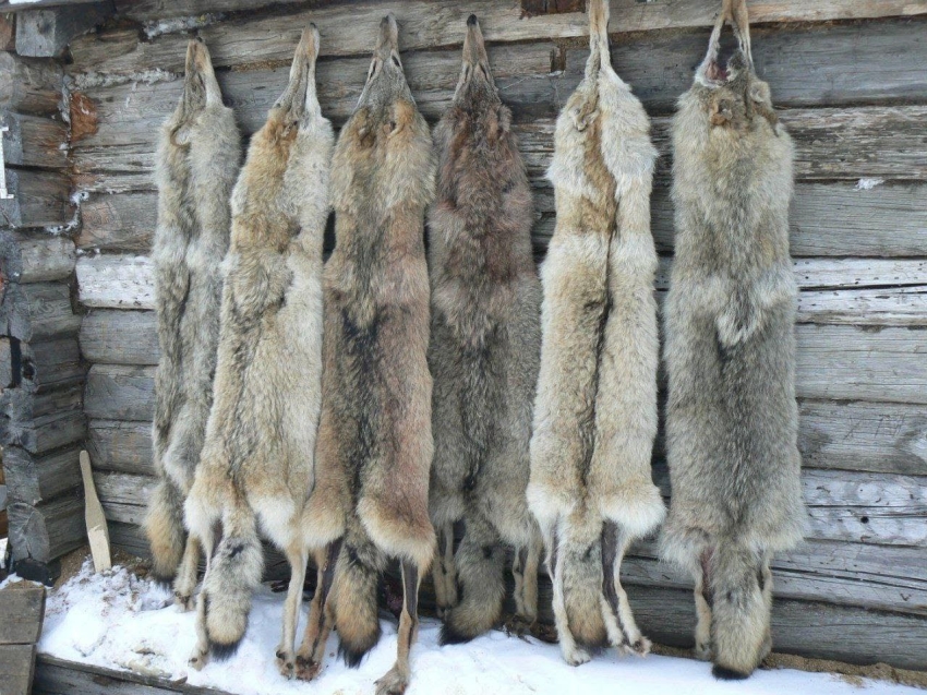 Завершился сезон охоты на волка в Забайкалье