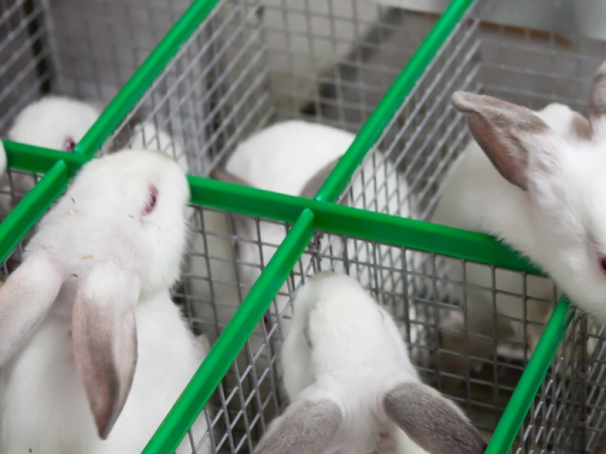 Единственная на Дальнем Востоке кролиководческая ферма за год в 30 раз увеличила поголовье
