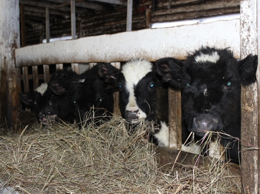 Кооперативу «Беклемишевское» выделили 702 тысячи рублей на приобретение кормов животным