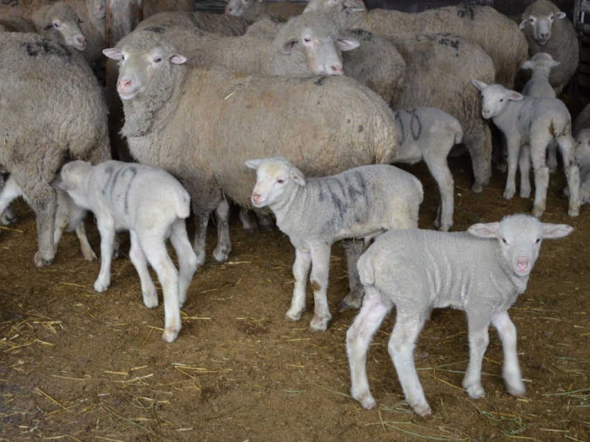 Овцеводы Забайкалья получили 37 тысяч ягнят в ходе текущей окотной кампании