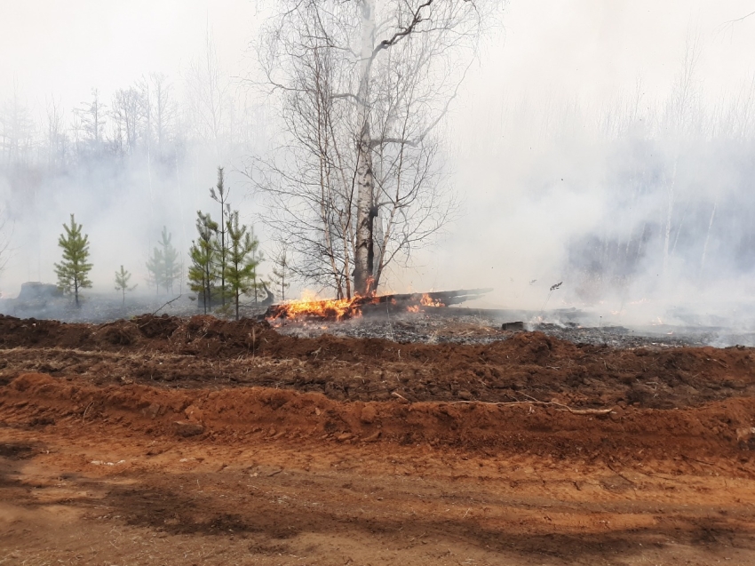 11 виновников в возникновении лесных пожаров выявлено в 2020 году
