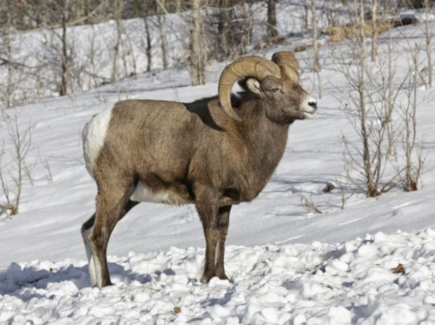 Кодарский подвид снежного барана из Забайкалья пополнил список редких животных Красной книги