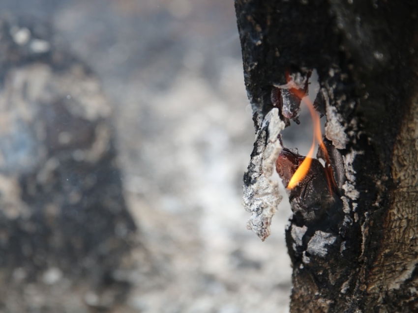 Количество и площадь лесных пожаров сократились в Забайкальском крае