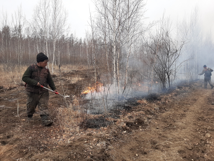 С начала года ликвидировано почти 500 лесных пожаров