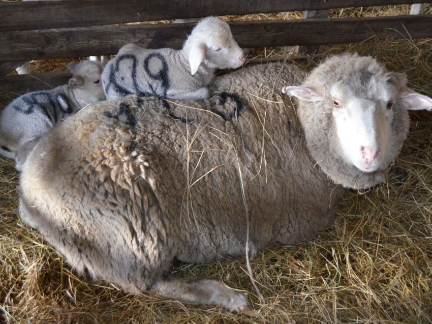 Забайкальские овцеводы получили 70 тысяч ягнят с начала расплодной кампании