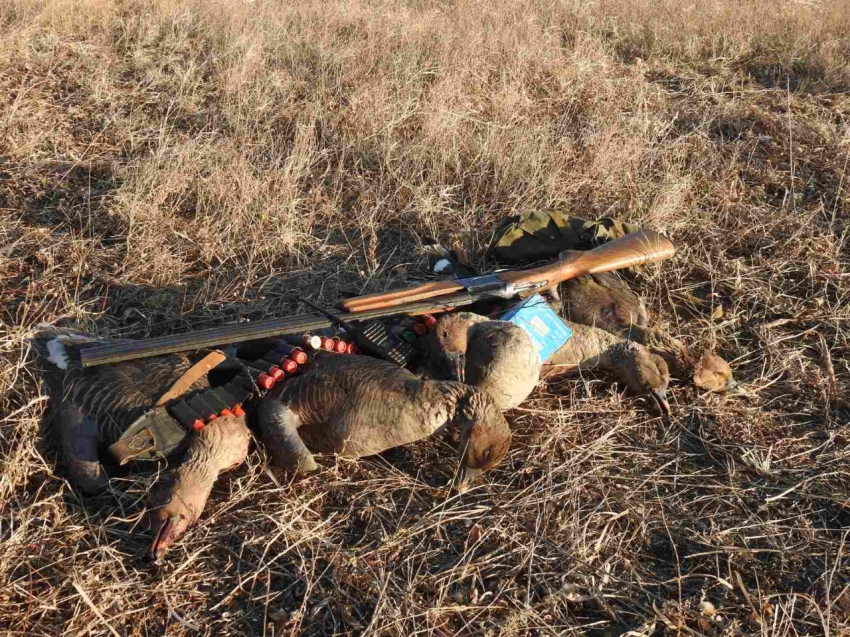 Задержаны браконьеры, застрелившие краснокнижных гусей в Приаргунском районе