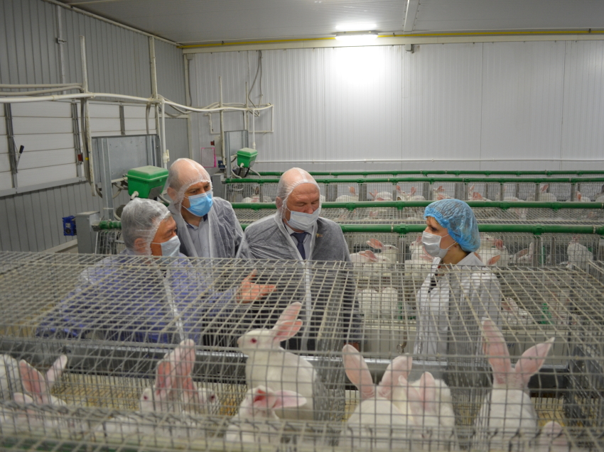 Проблемы кролиководческой фермы обсудили на рабочей встрече в Чите
