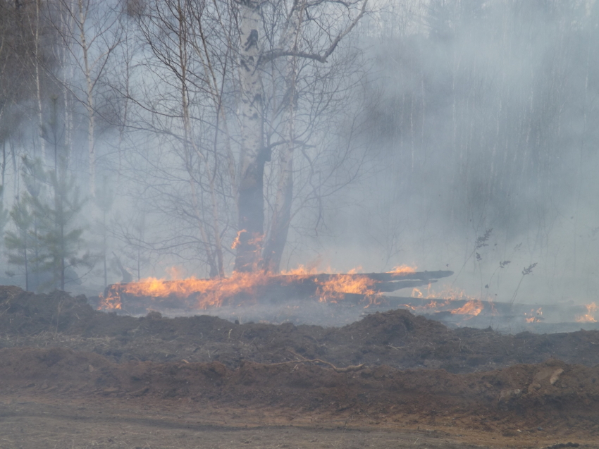 ​В Забайкальском крае выявлены виновники в возникновении лесных пожаров