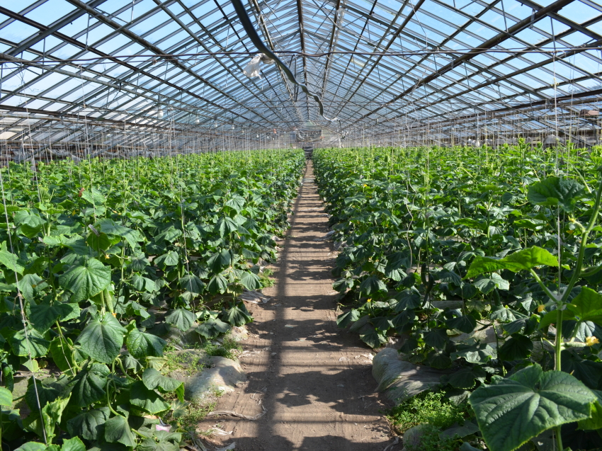 Сельхозпредприятие в Забайкалье планирует собирать три урожая овощей в год
