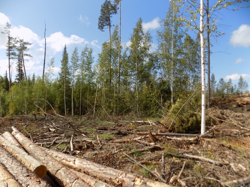 В Забайкалье выявлено 1,5 тысячи кубометров незаконно вырубленной древесины 