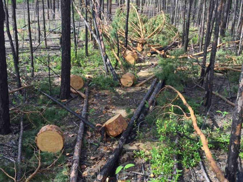 ​В Забайкалье выявлено 33 случая незаконной рубки леса