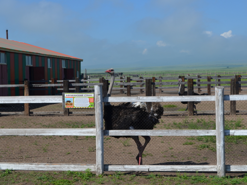 Страусиной ферме в Забайкалье предоставят поддержку на посев кормовых культур