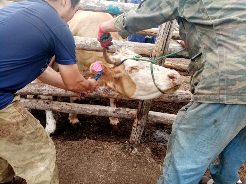Показатели контроля за численностью поголовья в Забайкалье выросли до 80 процентов