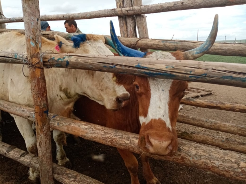 В Забайкалье отменен карантин по предотвращению распространению лептоспироза