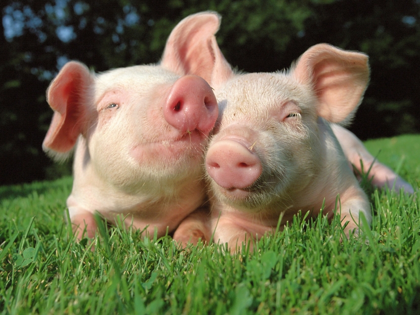 Карантин по африканской чуме свиней отменен в Забайкалье 