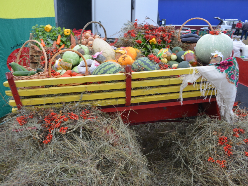 Ярмарка «Золотая осень Забайкалья» и скачки на приз губернатора пройдут в Чите