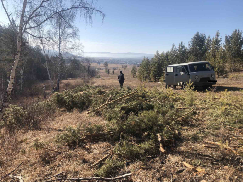 Еще девять случаев незаконной рубки леса выявлено в Забайкалье