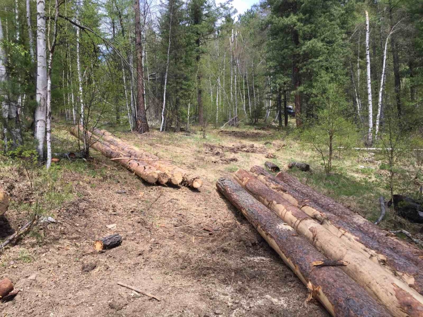 Ещё 11 случаев незаконной рубки леса выявили в Забайкалье