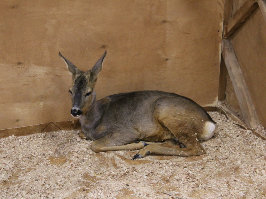 Дикое животное, вышедшее к людям, отловили в Забайкальском крае