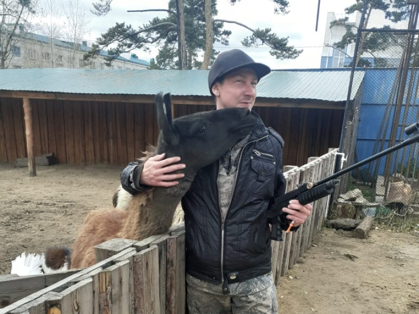 Диких животных в Забайкальском крае вакцинировали дистанционным методом 