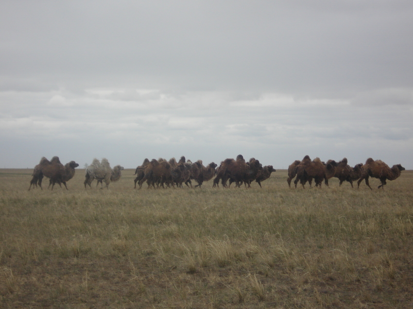Туристическое мобильное приложение на трех языках придумал читинский предприниматель 