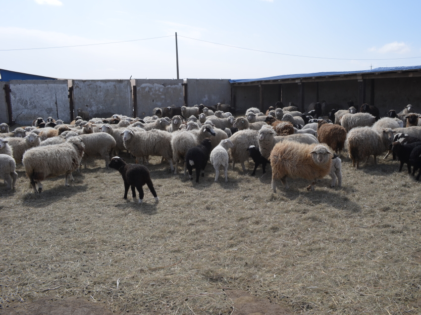 Более 142 тысяч овец подготовлено в хозяйствах Забайкалья для получения приплода 