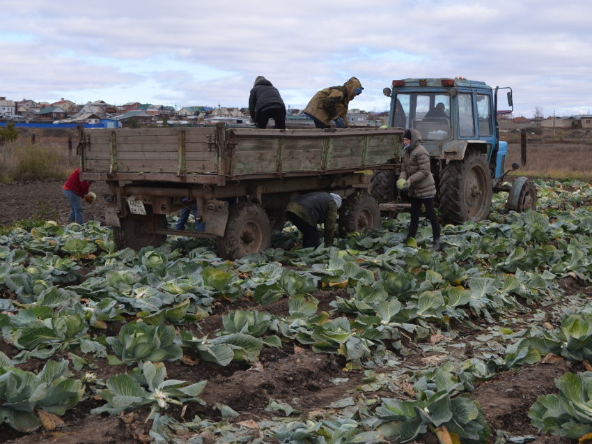 Урожай овощей в Забайкалье в два раза превысил показатели 2019 года