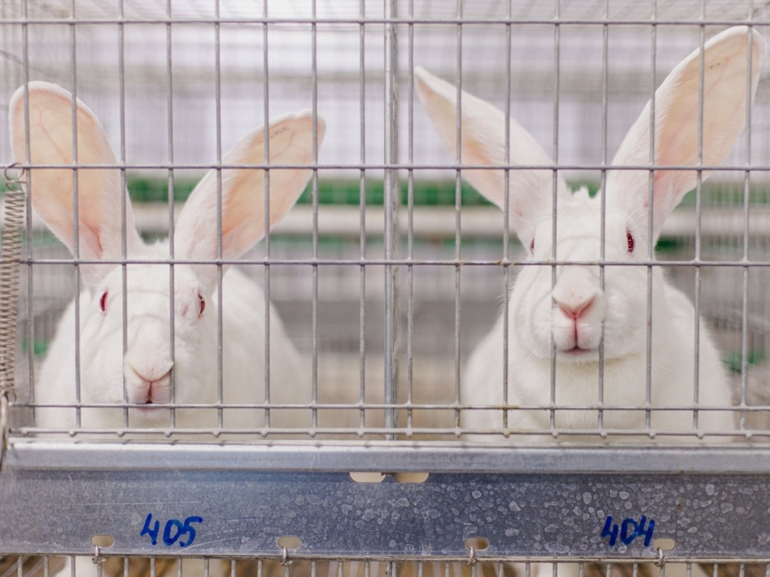 Плюс восемь тысяч кроликов: Единственная на Дальнем Востоке кролиководческая ферма нарастила поголовье 