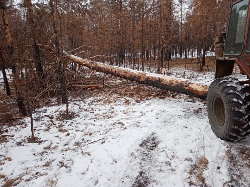 ​В Цасучейском лесничестве пойман нарушитель, незаконно срубивший лес 