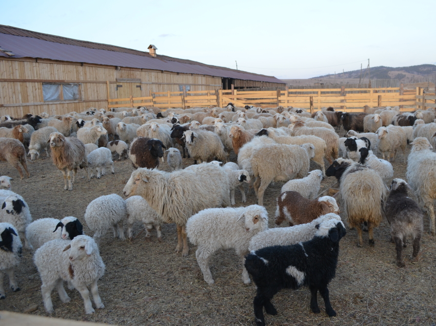 Забайкальские фермеры приобретут на гранты свыше пяти тысяч голов скота