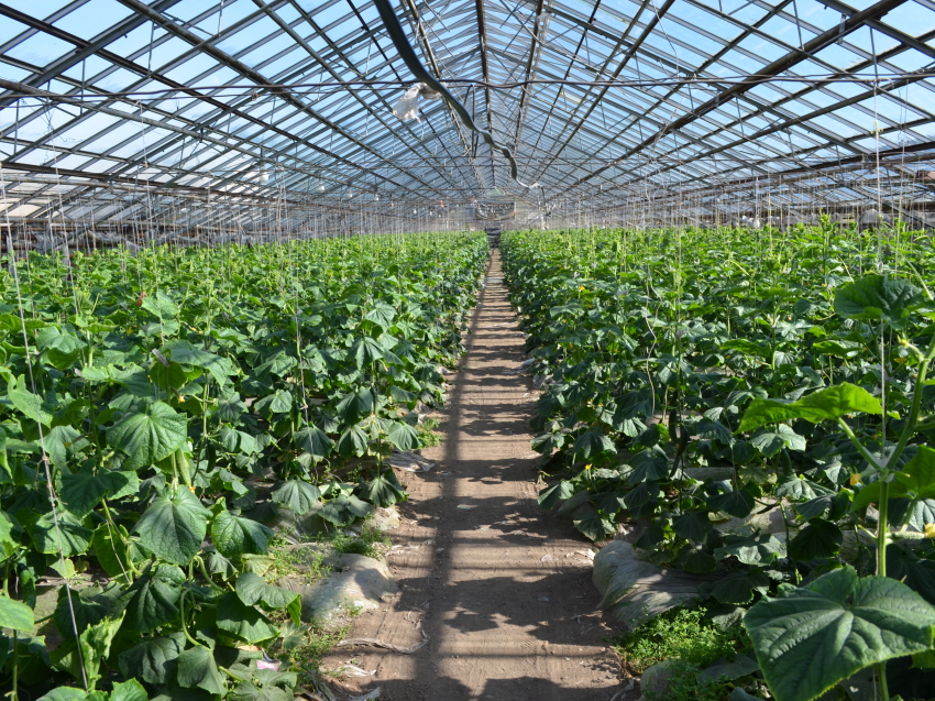 Тепличным комплексам в Забайкалье возместят затраты на производство овощей