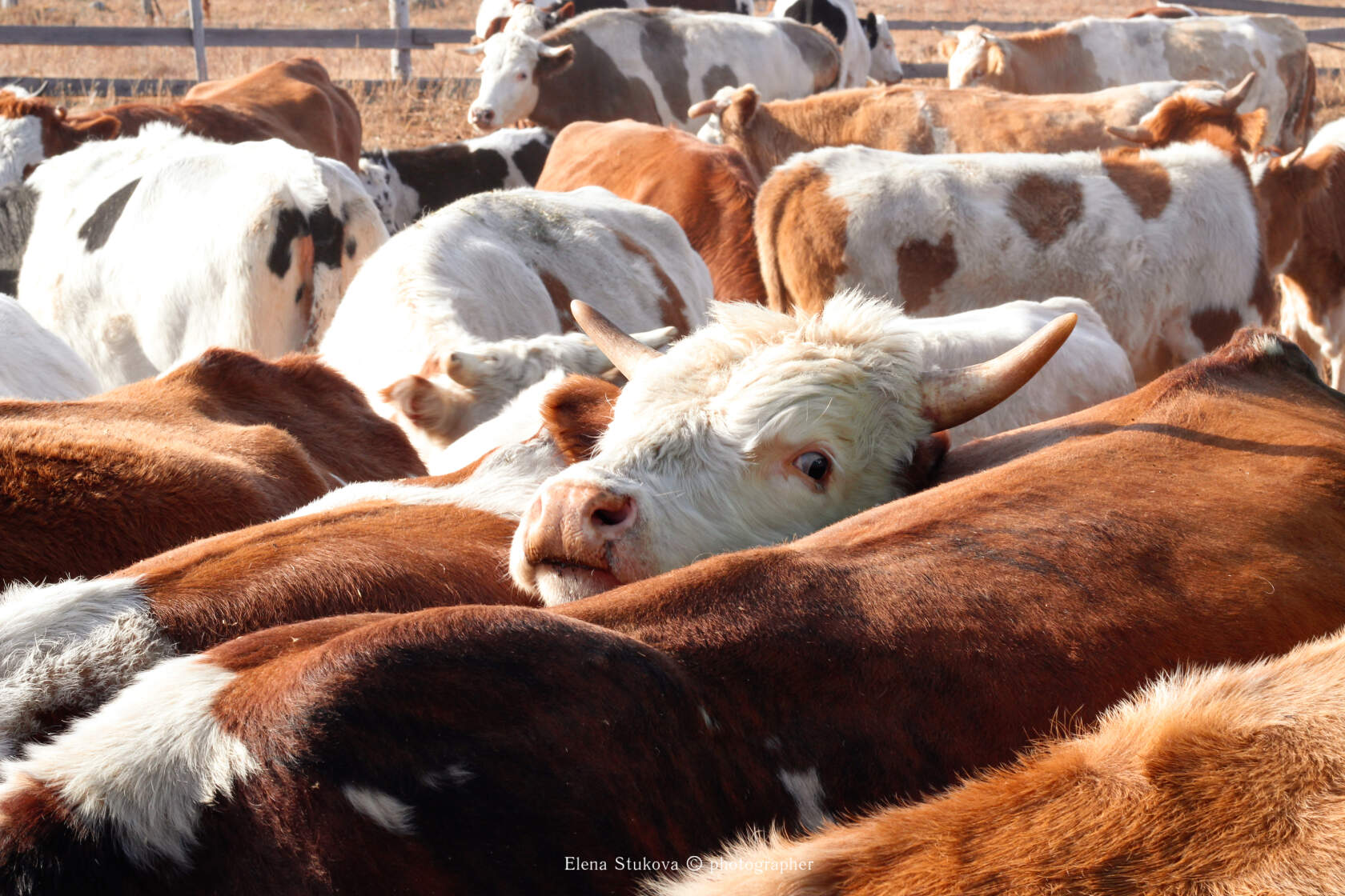 График реализации сельскохозяйственной продукции на территории г. Балея