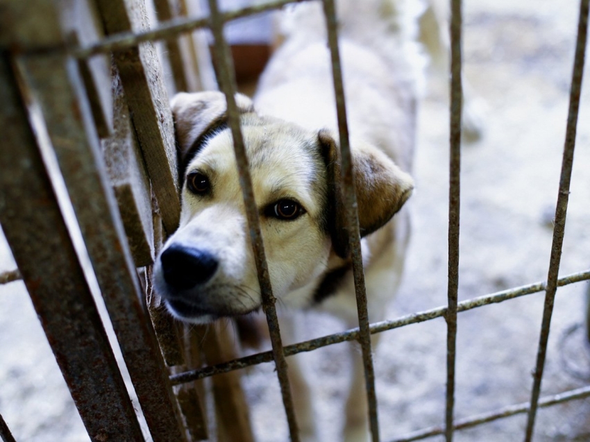 Отловом и содержанием животных без владельцев в Забайкалье будут заниматься муниципальные власти   