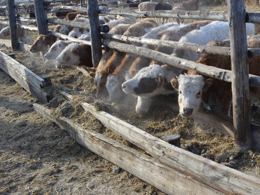 Свыше 1100 коров искусственно осеменили в личных подсобных хозяйствах Забайкалья в январе