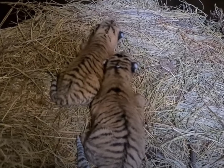 ​Тигрица приезжего в Читу цирка родила двоих котят 