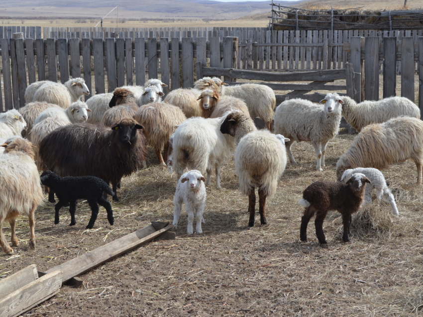 Более 18 тысяч ягнят получили овцеводы Забайкалья в ходе текущей окотной кампании