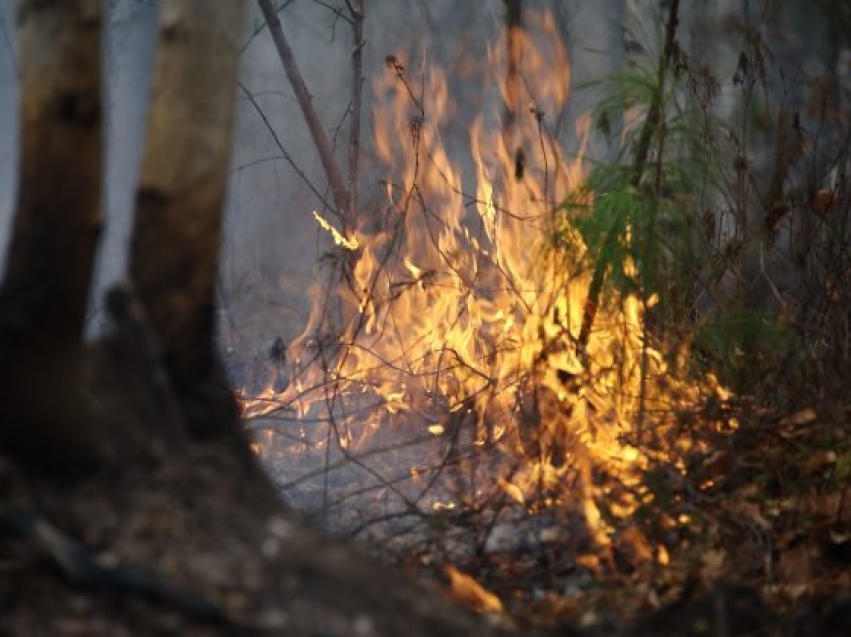 Минприроды: На территории Забайкалья действуют три лесных пожара