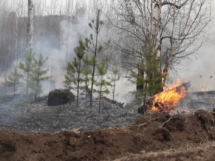 Минприроды: На территории Забайкалья ликвидирован лесной пожар площадью около 300 гектаров