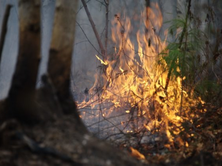 Минприроды: 21 апреля на территории Забайкалья действуют 11 пожаров