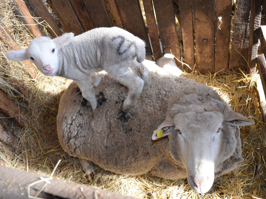 Расплодная кампания в овцеводстве Забайкалья завершилась в четырех районах